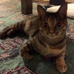 麦ねこと二人の夜は更けて