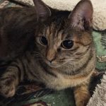 麦ねこが交通事故で亡くなりました