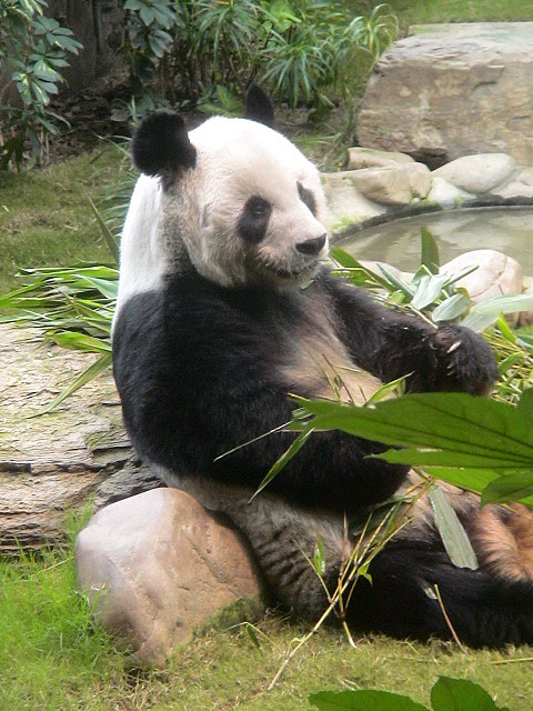 香港島のパンダ