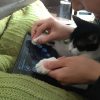 鍵盤ねことタブレットPC