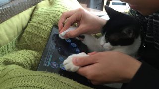 鍵盤ねことタブレットPC