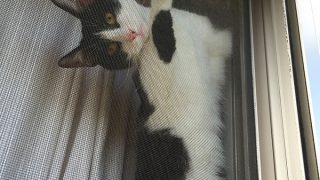 鍵盤ねこ