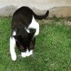 鍵盤ねこ