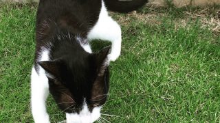 鍵盤ねこ