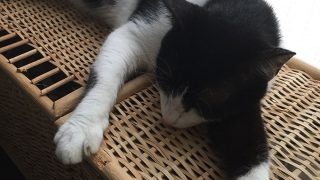 鍵盤ねこ