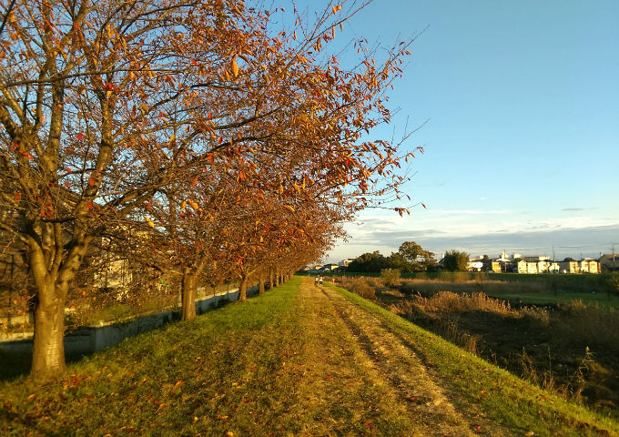 秋の桜並木
