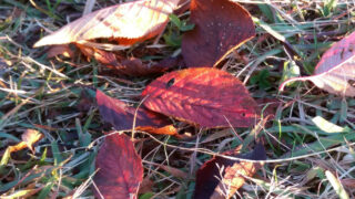 桜の紅葉