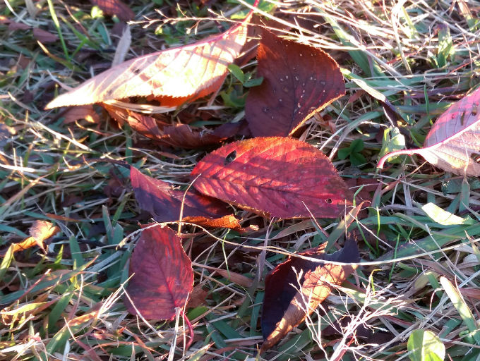 桜の紅葉