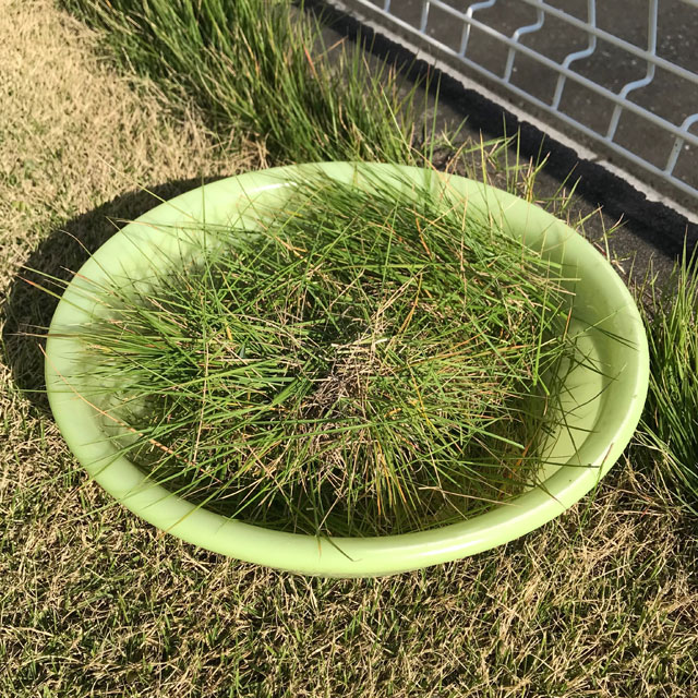 芝生のメンテナンス