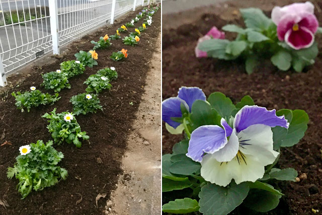 ビオラ、パンジーの花壇