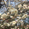 松戸・里見公園の梅