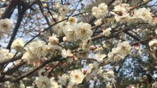 松戸・里見公園の梅