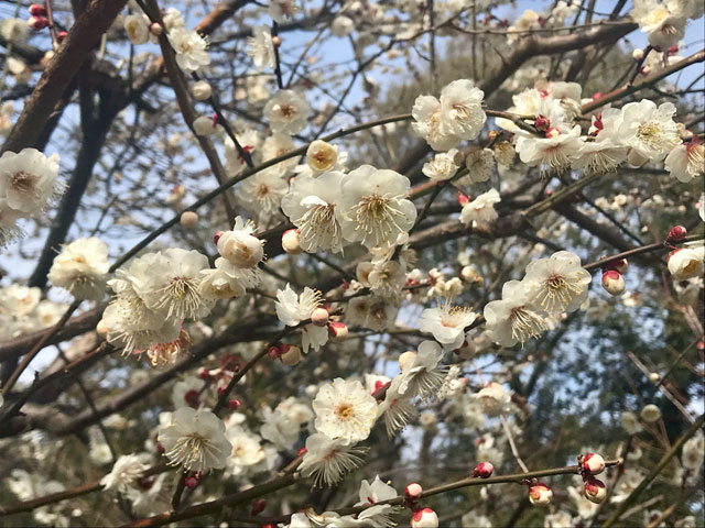 松戸・里見公園の梅