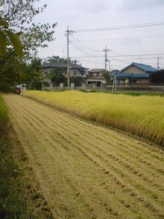 稲刈りの田んぼ