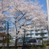 中学校の桜