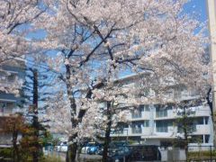 中学校の桜